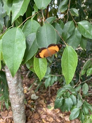 Cupha prosope
