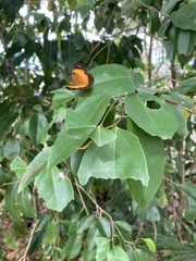 Cupha prosope