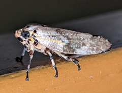 Ptyelus