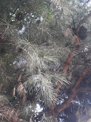 Pinus