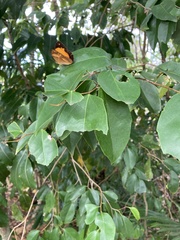 Cupha prosope