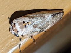 Ptyelus