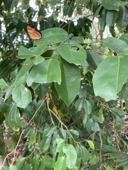 Cupha prosope