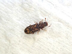Bitoma insularis