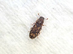 Bitoma insularis