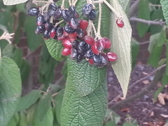 Viburnum × rhytidophylloides