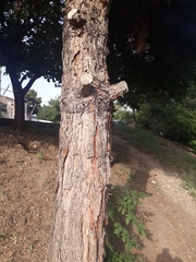 Pinus