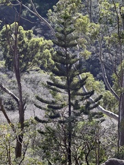 Araucaria columnaris