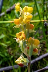 Pterygodium acutifolium