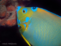 Holacanthus ciliaris