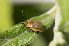 Oedionychina