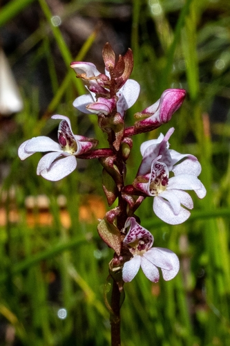 Image of Stickytip Satyre by (c) magriet b, some rights reserved (CC BY-SA)