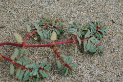 Euphorbia peplis
