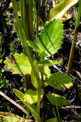 Alectra sessiliflora