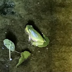 Litoria fallax