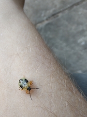 Supputius cincticeps