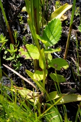 Alectra sessiliflora