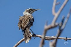 Mimus parvulus bauri