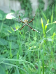 Argiope argentata