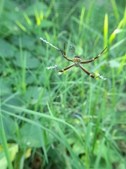 Argiope argentata