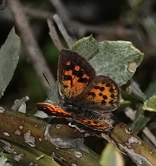 Chrysoritis zonarius coetzeri