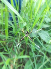 Argiope argentata