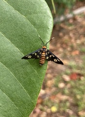Amata huebneri