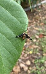 Amata huebneri