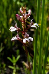 Satyrium rhynchanthum