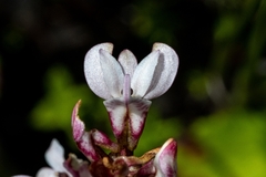 Satyrium rhynchanthum