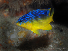 Stegastes xanthurus