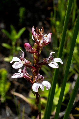 Image of Stickytip Satyre by (c) magriet b, some rights reserved (CC BY-SA)