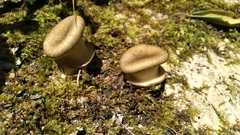 Lentinus sajor-caju
