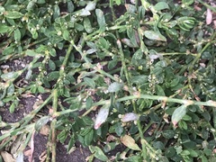 Polygonum aviculare