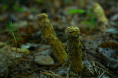 Calostoma ravenelii