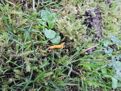 Clavulinopsis helvola