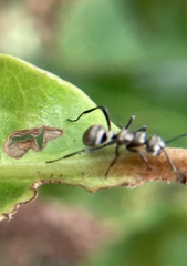 Polyrhachis cupreata