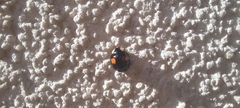 Harmonia axyridis