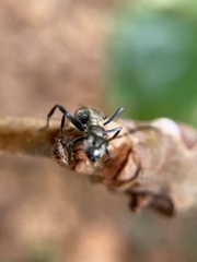 Polyrhachis cupreata
