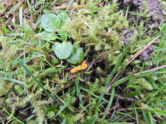 Clavulinopsis helvola