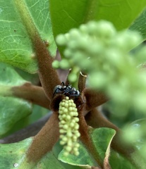 Polyrhachis cupreata