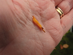 Clavulinopsis helvola