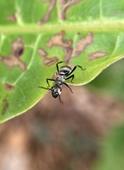 Polyrhachis cupreata
