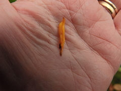 Clavulinopsis helvola