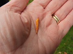 Clavulinopsis helvola