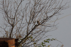 Passer hispaniolensis