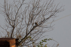 Passer hispaniolensis