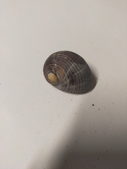 Nerita balteata