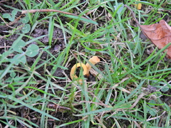 Clavulinopsis helvola