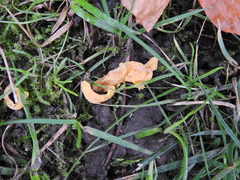 Clavulinopsis helvola